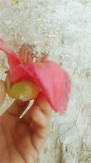 aap log comment mein bataiye kaun se ped ka phool Hai