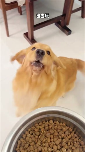 Dog: Is this something that humans can actually do?狗狗：这是人做的出来的事吗 #dog #pets #goldenretreiver