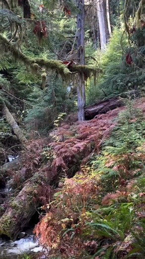 National Park News on Instagram: "A once in a lifetime encounter with a majestic mountain lion! This unforgettable video was taken by Rusty Wadleigh along the North Fork Quinalt River in Olympic National Park in November of 2025. The elusive mountain lion is incredibly adaptable, living in a wide variety of landscapes from mountains, to deserts, to rainforests. 🎥: @rustywadleigh #nationalparknews"