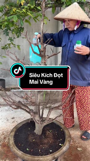 Siêu Kích Đọt Mai Vàng#bangoai1954 #maivang #phanbonmaivang