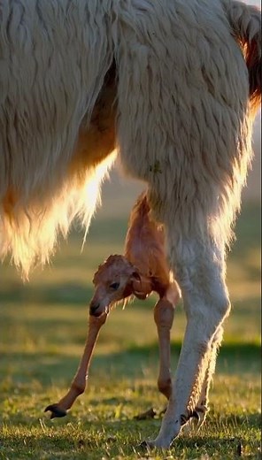 Llama Cria Born in a Quiet Mountain Pasture 🦙🌄 #shorts