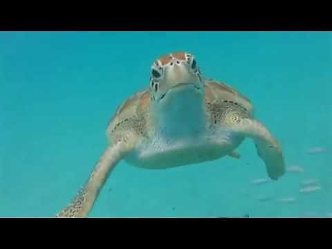 The Barbados Sea Turtle Project | Protecting Beaches: Turning the Tide for Sea Turtles