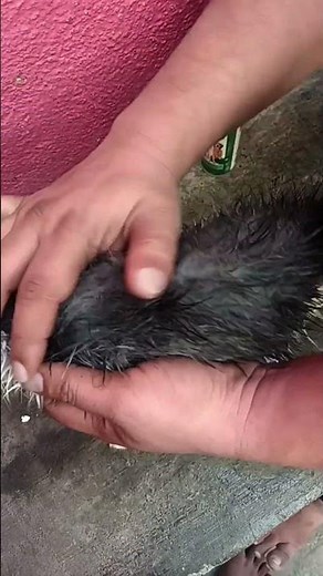 🐾 How to Identify and Remove Ticks from Your Cat! 🐾#TickRemoval #CatGrooming #CatLovers #PetTips