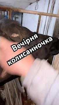 After the milking procedure. Chuhalka. #ivanko #farming #ivanko #cow #jerseys