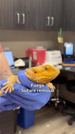 Patients and why they’re here! 🧡🐍 #veterinarian #exoticpets #exoticpetvets
