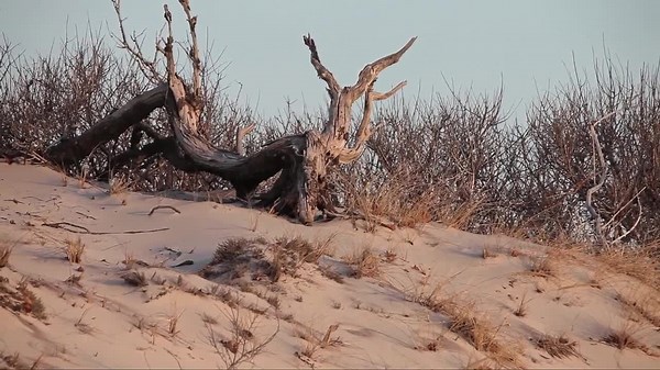 Fire Island Wilderness - Fire Island National Seashore (U.S. National Park Service)