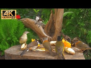 [NO ADS] Cat TV for Cats to Watch 😺 Beautiful Summer Birds and Squirrels 🐦 24 Hours(4K HDR)