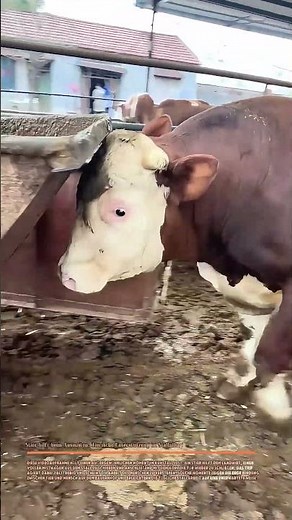 Stier hilft beim Ausmisten: Tierische Unterstützung im Stallalltag