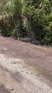 Just playing through! Big gator yesterday at TPC Treviso Bay in Lely. -Tina Tartell | Peter Busch