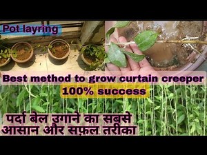 How to grow curtain creeper | How to grow curtain vine | Pot layering method to grow curtain cree...