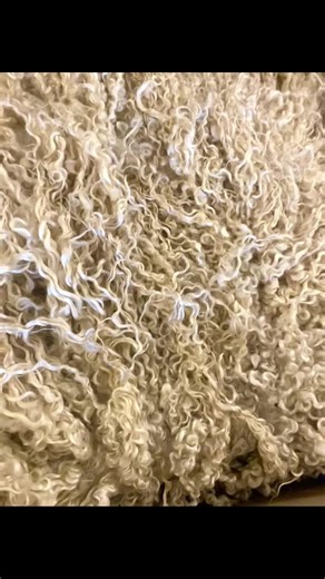 It’s Wool and Waste Wednesday! We have over 80 different breeds on U.K. soil across all processing stages at our mill in County Durham and we do breed study sample packs in the raw over all breeds or breeds specific to your craft area . Today we have SOME wools on SALE as the shearing season fast approaches Huacaya Alpaca - soft and silky all colours too coats and clothing Castlemilk Moorit - ginger Cheviot - soft medium staple white Dorset Down - spongy short staple Herdwick - spiky! Mule - wet