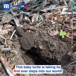 It's not easy being a baby turtle 🐢😪 | Daily Mail Video