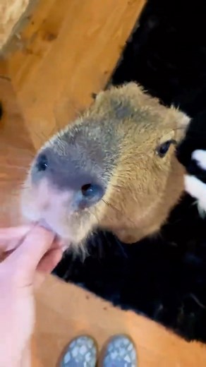 39K views · 511 reactions | She says, I spin, I up, its all the same to me  Pumpkin is a capybara! She is an animal ambassador for our education program, which means she spends LOTS of time in close contact with us to socialize her. #capybara #capybaralove #animaltraining #animaltrainer #cuteanimals #capybarasofinstagram #cute #funny #funnyanimals | Dark Wings Wildlife & Education | Facebook