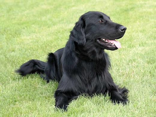 Black Golden Retrievers: What You Absolutely Must Know - K9 Web
