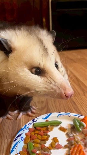 133 reactions · 10 comments | Possum ASMR Credit @begoniapossum | Opossum Unity | Facebook