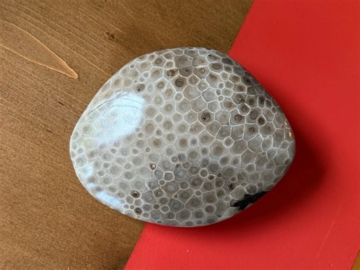 Once in a Lifetime Petoskey Stone - Gorgeous Full Coral Head! - Etsy