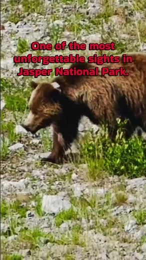 A Wild Moment in Jasper National Park 🐻🇨🇦