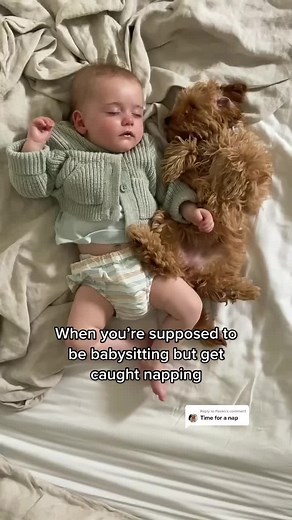 Introducing Peeko's Best Friend Rumi | Cute Cavoodle Puppy Moments