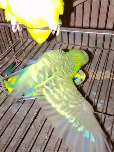 Budgerigars Engaged in a Shocking Fight