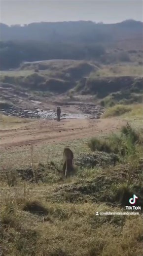 Leopard Hunts Cheetah to Death 😱😱😱! #Leopard #Cheetah #LeopardvsCheetah #Nature #Animals #Forests
