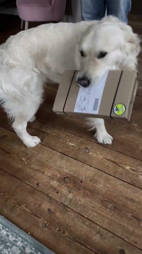 Hermes #dog #hund #goldenretriever #goldenretrieverpuppy