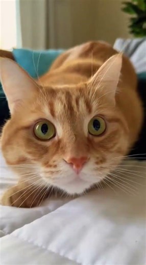 The kitty launched a sneak attack today! Watch the pounce in slow motion #cats #cute #pets