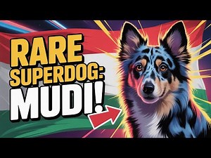 This Dog Is a GENIUS… But Almost Nobody Knows It! 🤯🐕 | The MUDI