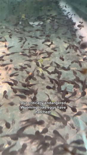 And just like that, last week’s Wyoming toad eggs have become tiny tadpoles! 5,703 CMZoo-hatched tadpoles were released in Wyoming’s Laramie Basin yesterday. (Yes, we counted them all.) Others will stay at CMZoo to continue developing - later participating in our breeding program and/or being released to the wild as toads. Cheyenne Mountain Zoo has supported Wyoming toad conservation since 1992. Since 2008, the Zoo has partnered with U.S. Fish & Wildlife Service and others to breed, raise and re