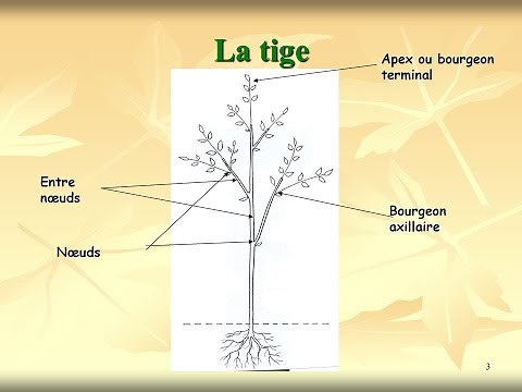 the vegetative apparatus 2 (the stem)