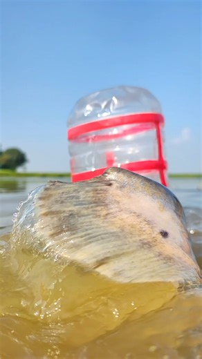 7.3K views · 25 reactions | Amazing Fishing Technique with Plastic Drum.#fishing #fish #video | The Fishing | Facebook