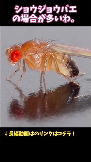 コバエが消えない理由、完全にコレです #虫の教養図鑑 #昆虫 #昆虫解説