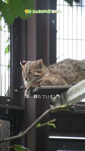 【東山動植物園公式】5頭のツシマヤマネコの赤ちゃん～秋～ 1：5頭揃ってるかな？《 ツシマヤマネコ 》