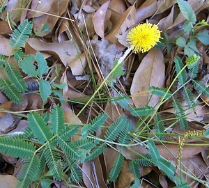 Neptunia lutea - Alchetron, The Free Social Encyclopedia