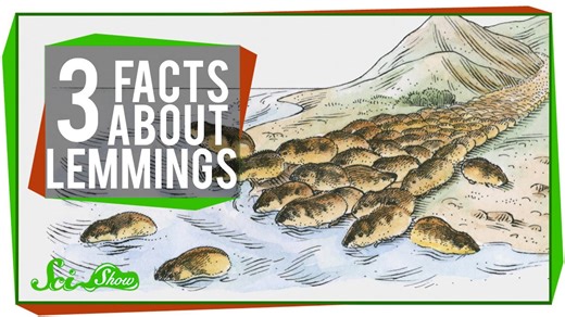 3 facts about lemmings