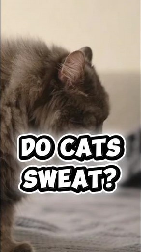 Do cats sweat? 🐾 Yes, but not like humans! #catfacts #catscience #catvideos