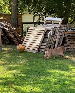 Rooster chases dog around the garden