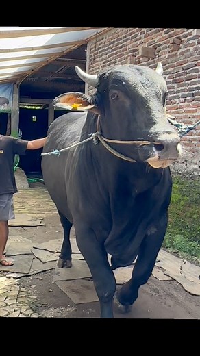 Sapi unik brahman cross #sapi #cow #bull | Revan Dolan Kandang