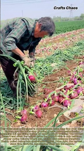 MASSIVE Red Onion Harvest! (Manual Farming): How To Harvest and Cure Onions So They Last For Months!