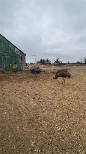 57K views · 2.6K reactions | The ice buildup busted my Ethernet cable so the next Live will be Tuesday  | Useless Farm | Facebook
