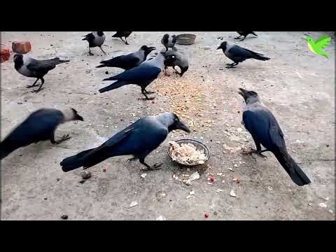 Crows Attack on Food | Crows Loud Crowing Sounds | Crows Planet