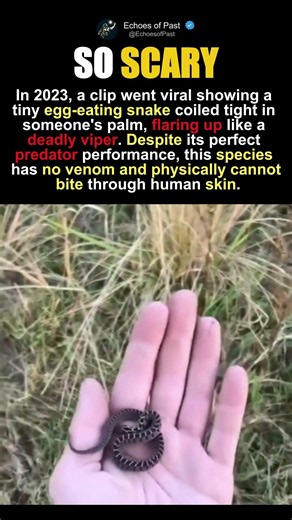 The Terrifying Snake That Can't Hurt You