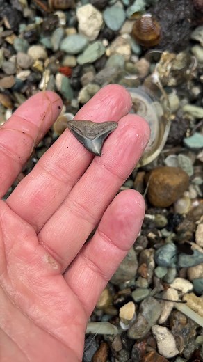 Exploring Ancient Oceanic Sediment for Fossils