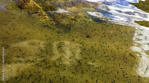 A large number of insect, stone fly (Plecoptera) larvae in the lake (spruit). Sayan Mountains, Siberia