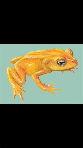 Creature of the Day: Golden Toad #toad #extinction