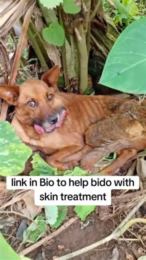 They need surgery. No treatment, no food. Please be our hero to save him 😢