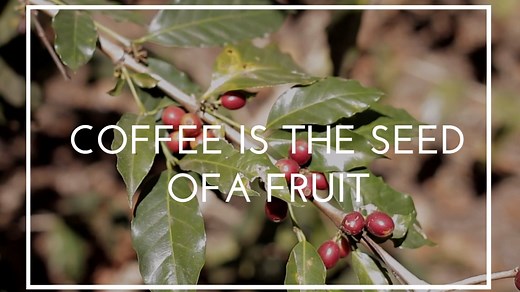 The American Barista & Coffee School's OnlineBaristaTraining.com