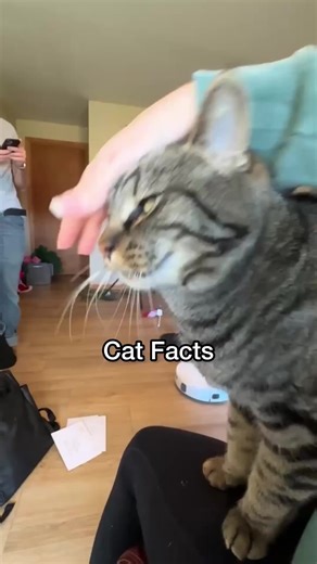 How Cats Anticipate Your Every Move: Fascinating Facts