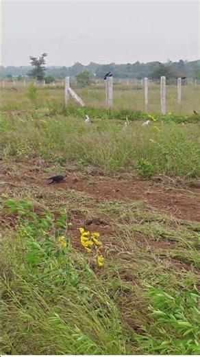 Nature’s Feast Birds Eating Bugs, Worms, and Eggs in the Field! #farming#birds#agriculture#ecology
