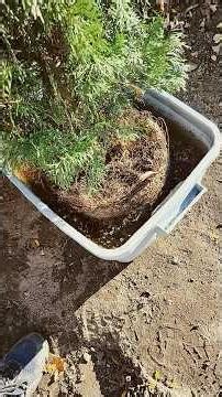 How To Plant A Tree #shorts #garden #gardening #gardeningtips #plants #cedartree #trees #nature