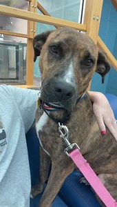 9.4K views · 13 reactions | Humane Society of Missouri on Reels | Facebook